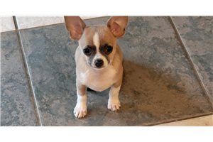 Brendan - Chihuahua for sale