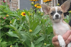 Brendan - Chihuahua for sale
