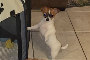 Beth - Chihuahua for sale