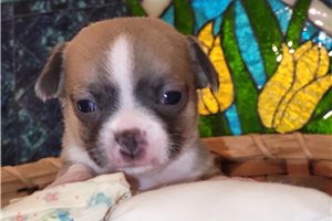 Brendan - Chihuahua for sale