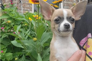 Brendan - Chihuahua for sale