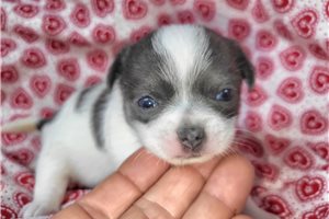 Aris - puppy for sale
