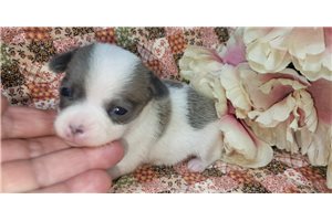 Febe - Chihuahua for sale