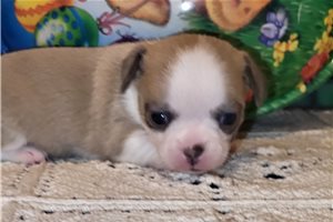 Brooke - Chihuahua for sale