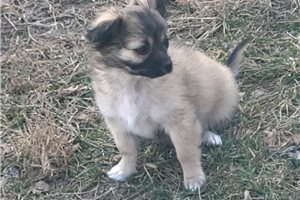 Davis - puppy for sale