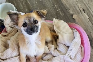 Davis - Chihuahua for sale