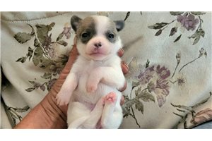 Febe - Chihuahua for sale