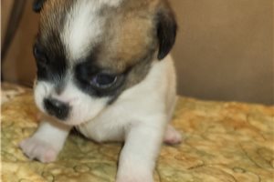 Beth - Chihuahua for sale