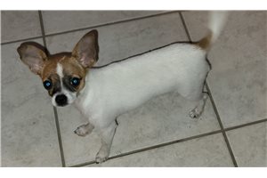 Beth - Chihuahua for sale