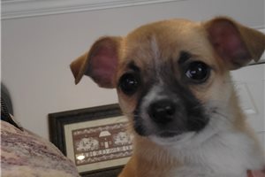 Blaire - Chihuahua for sale