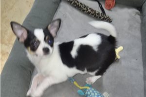 Renea - Chihuahua for sale