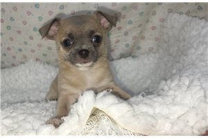 Felicity - Chihuahua for sale