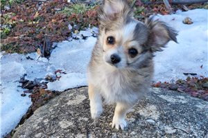 Daniel - puppy for sale