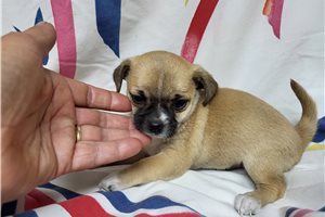 Blaire - Chihuahua for sale