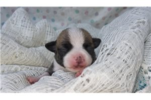 Farrah - puppy for sale