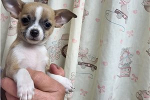 Brendan - Chihuahua for sale