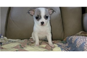 Febe - Chihuahua for sale