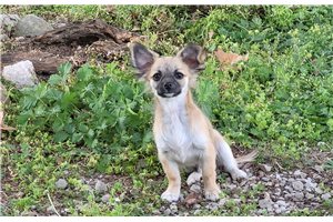 Davis - Chihuahua for sale