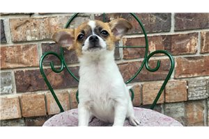 Beth - Chihuahua for sale