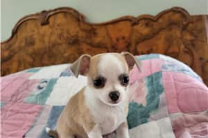 Brooke - Chihuahua for sale