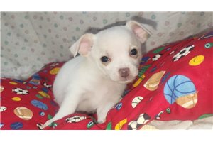Finnegan - Chihuahua for sale