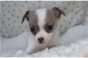 Febe - Chihuahua for sale