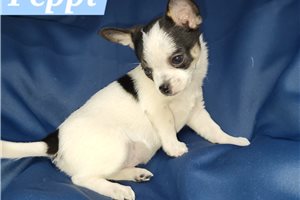 Sebastian - Chihuahua for sale