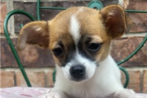 Beth - Chihuahua for sale