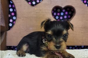 Jess - Yorkshire Terrier - Yorkie for sale