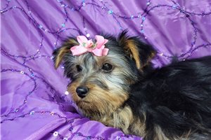 Princess - Yorkshire Terrier - Yorkie for sale