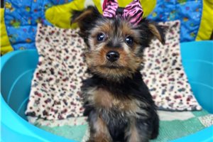 Casey - puppy for sale