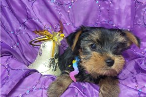 Brooke - puppy for sale