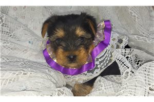 Josie - Yorkshire Terrier - Yorkie for sale