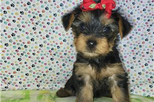 Glinda - Yorkshire Terrier - Yorkie for sale
