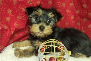 Sadie - Yorkshire Terrier - Yorkie for sale