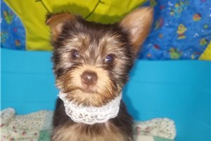 Caroline - Yorkshire Terrier - Yorkie for sale