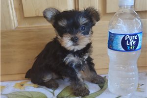 Colin - Yorkshire Terrier - Yorkie for sale