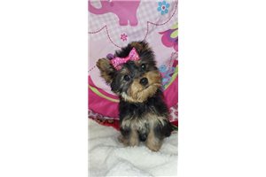Lia - Yorkshire Terrier - Yorkie for sale
