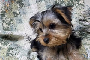 Mila - Yorkshire Terrier - Yorkie for sale