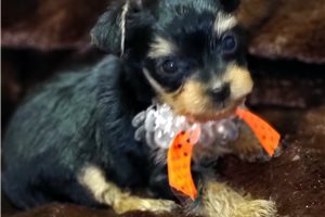Jenna - Yorkshire Terrier - Yorkie for sale