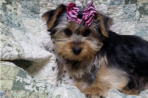 Mila - Yorkshire Terrier - Yorkie for sale