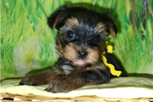 Sasha - puppy for sale