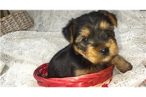 Josie - Yorkshire Terrier - Yorkie for sale