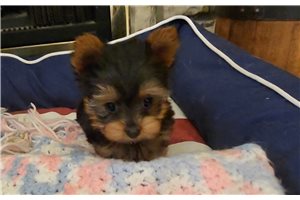 Silas - Yorkshire Terrier - Yorkie for sale