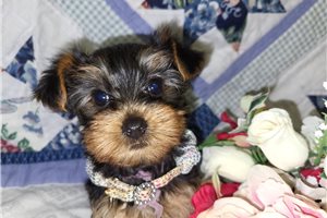 Sabrina - puppy for sale