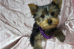 Brynn - puppy for sale