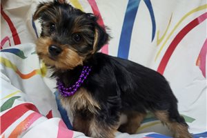 Carrie - Yorkshire Terrier - Yorkie for sale