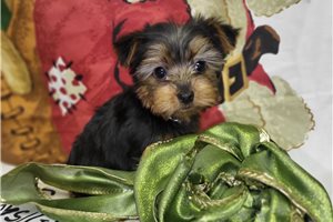 Simon - puppy for sale