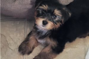 Blake - Yorkshire Terrier - Yorkie for sale
