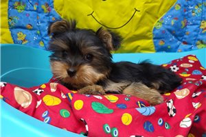 Asher - Yorkshire Terrier - Yorkie for sale